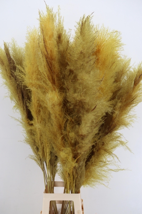 <h4>DF Pampas 130cm Yellow</h4>