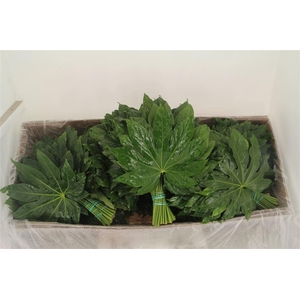 FATSIA JAPONICA BLAD