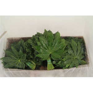 FATSIA JAPONICA BLAD