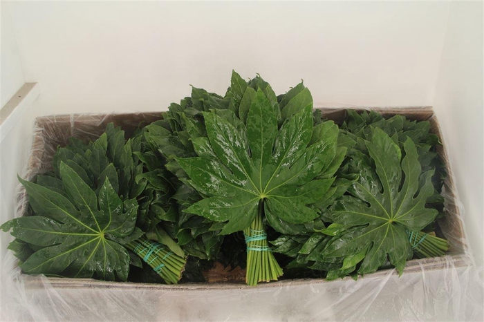 <h4>FATSIA JAPONICA BLAD</h4>
