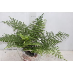 ASPLENIUM PARVATI P17