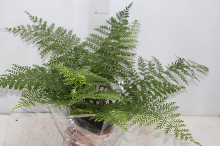 <h4>ASPLENIUM PARVATI P17</h4>