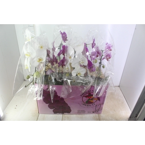 PHALAENOPSIS CASCATA ESPECIAL P15 MIN 8 FLS