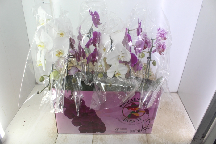 <h4>PHALAENOPSIS CASCATA ESPECIAL P15 MIN 8 FLS</h4>