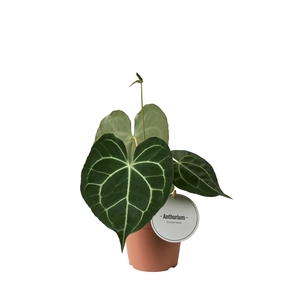 Anthurium Clarinervium