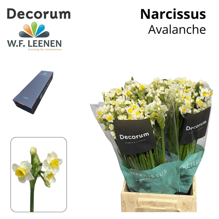 <h4>Narcissus Avalanche Large Box 180</h4>
