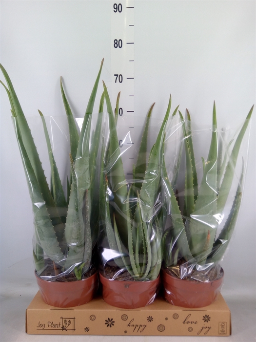 <h4>Aloe vera</h4>