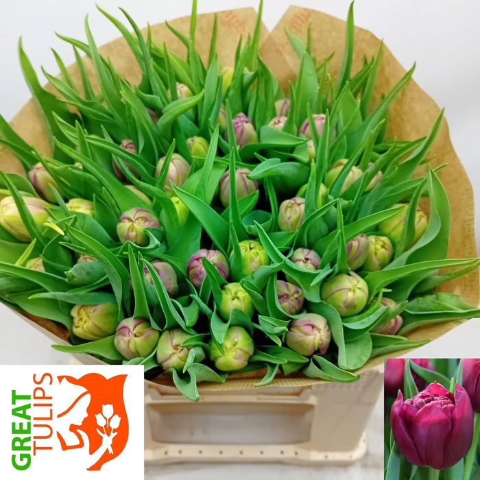 <h4>TU DU WORLD BOWL</h4>