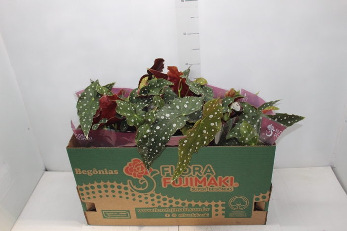 <h4>BEGONIA MACULATA P13 PO</h4>