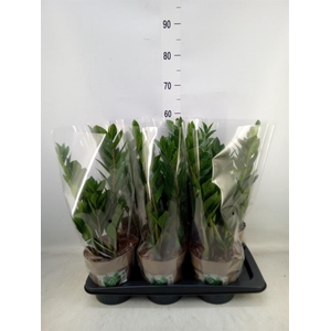 Zamioculcas zamiifolia