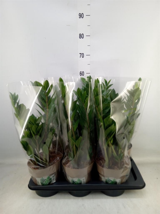 <h4>Zamioculcas zamiifolia</h4>