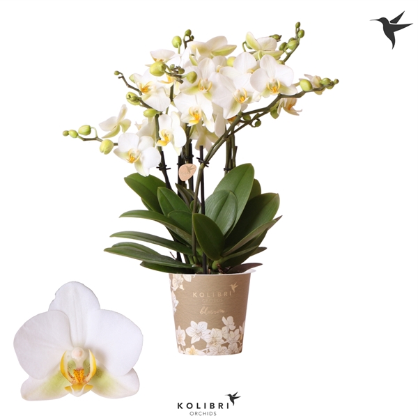 <h4>Kolibri Orchids Phalaenopsis Blossom Lausanne 6spike</h4>