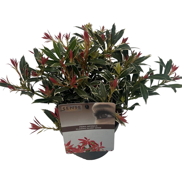 <h4>Pieris jap. 'Flaming Silver' sense</h4>