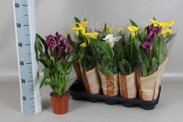 <h4>ZANT GEM 4 KL</h4>