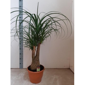 BEAUCARNEA RECUR