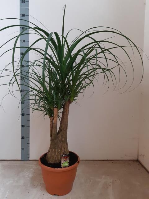 BEAUCARNEA RECUR