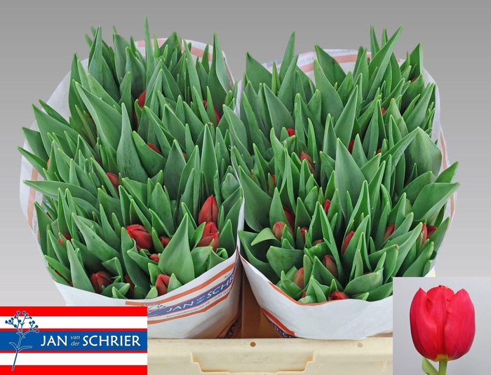 <h4>TU EN RED STONE</h4>