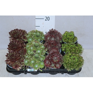 Sempervivum Mix