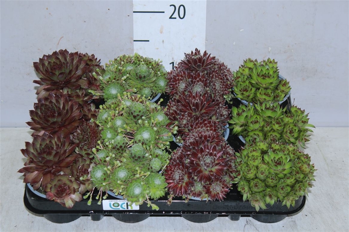 <h4>Sempervivum Mix</h4>
