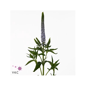 Veron Smart Clean June 60cm