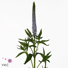 <h4>Veron Clea June</h4>