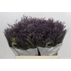Limonium ov Safora Dark Blue