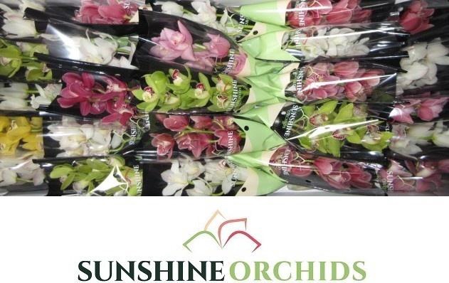 <h4>CYMB MI GEM</h4>