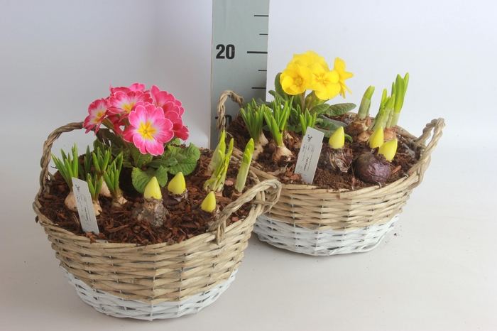 <h4>ARR BOL KNOLGEWAS</h4>