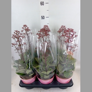 Kalanchoe  'WildFlow Surp Canyon'