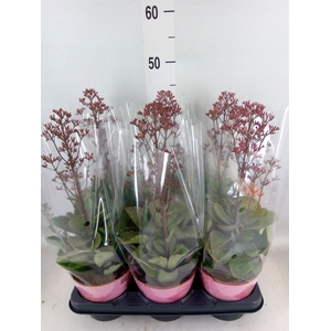 Kalanchoe  'WildFlow Surp Canyon'