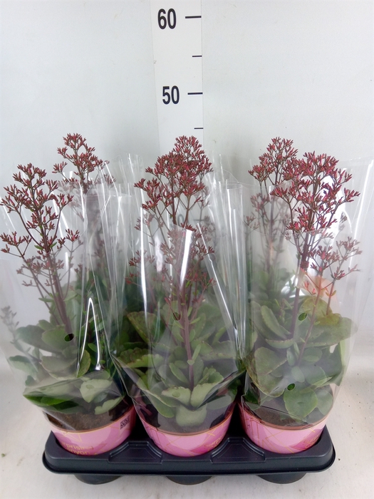 <h4>Kalanchoe  'WildFlow Surp Canyon'</h4>