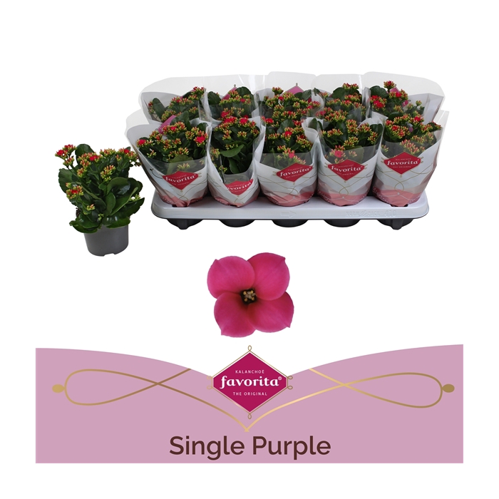 <h4>Kalanchoe favorita purple stadium 1</h4>