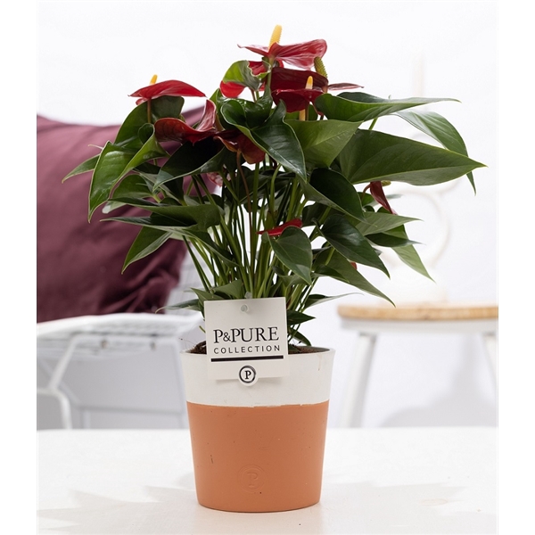 <h4>Anthurium red (Micra) in P&PURE Terra Cotta 4 white</h4>