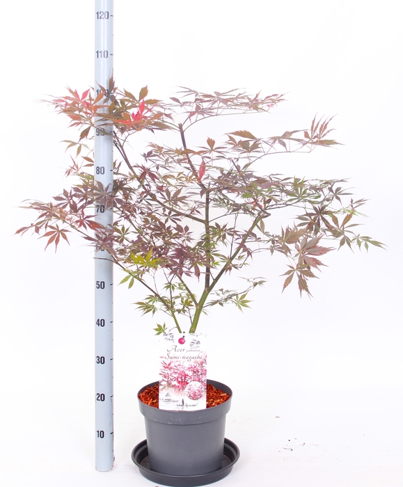 <h4>ACER PA SUMI-NAGASHI</h4>