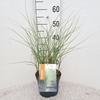 Miscanthus sinensis Morning Light