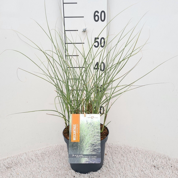 Miscanthus sinensis Morning Light