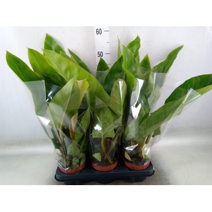 Philodendron   ...