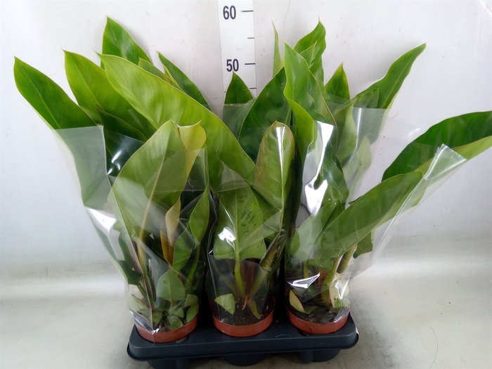 <h4>Philodendron   ...</h4>