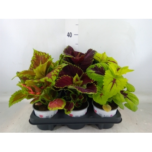 Plectranthus col.   ...
