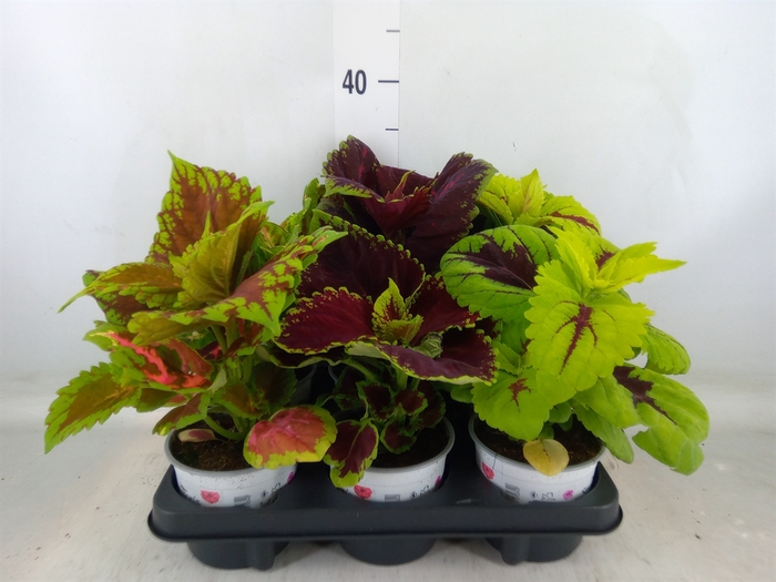 <h4>Plectranthus col.   ...</h4>