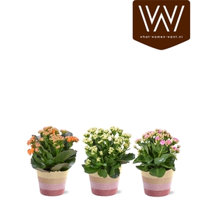 KALANCHOE OV