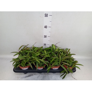 Hoya wayetii