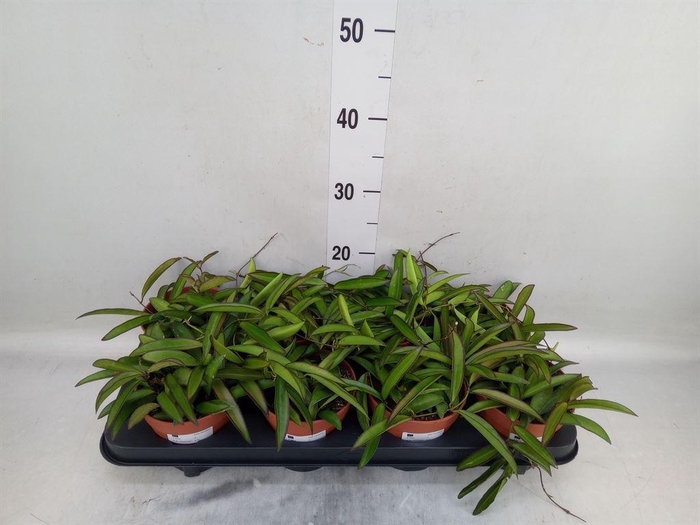 <h4>Hoya wayetii</h4>
