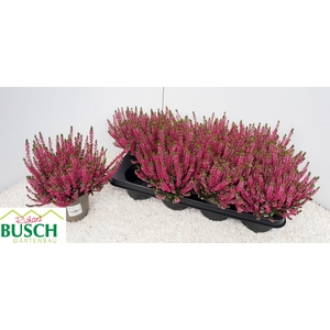 CALLU BL STEFFI