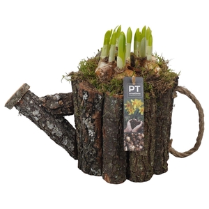 Arr.  Narcissus Tete Tete L%