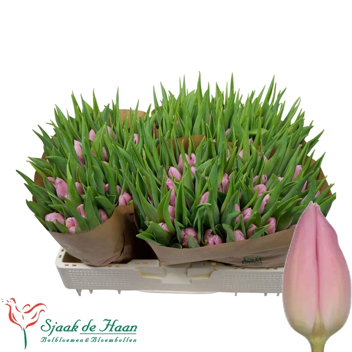 <h4>TU EN AAFKE</h4>