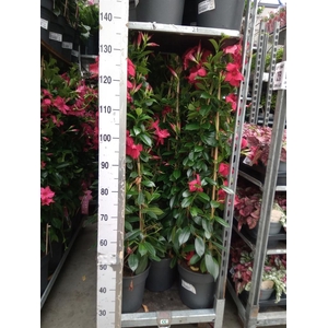 Mandevilla sand. 'SumStar Red'