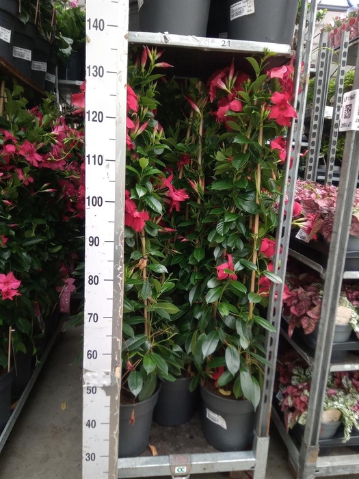 <h4>Mandevilla sand. 'SumStar Red'</h4>