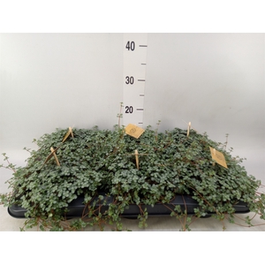 Pilea glaucophylla 'Greyzy'