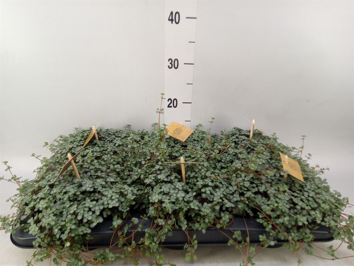 <h4>Pilea glaucophylla 'Greyzy'</h4>